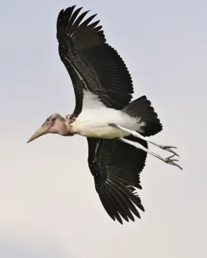 Marabou Stork In Flight