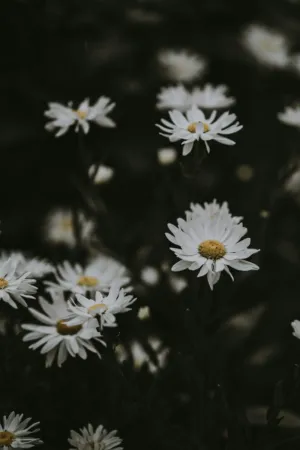 White Daisies