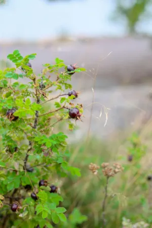 Wild Rose Berries