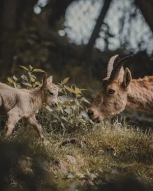 Mountain Goats