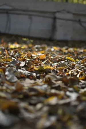 Autumn Leaves