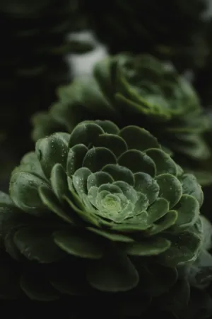 Green Succulent Plant
