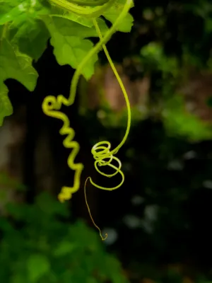 Corkscrew Vine