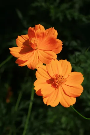 Orange Cosmos Flowers