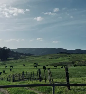 Pastoral Landscape