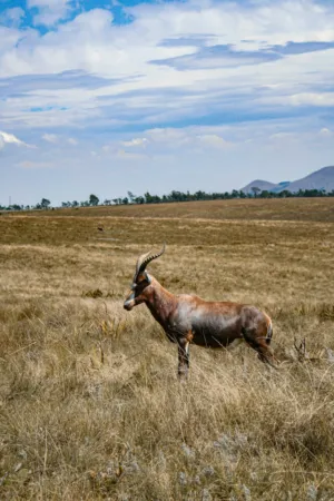 Antelope In The Wild