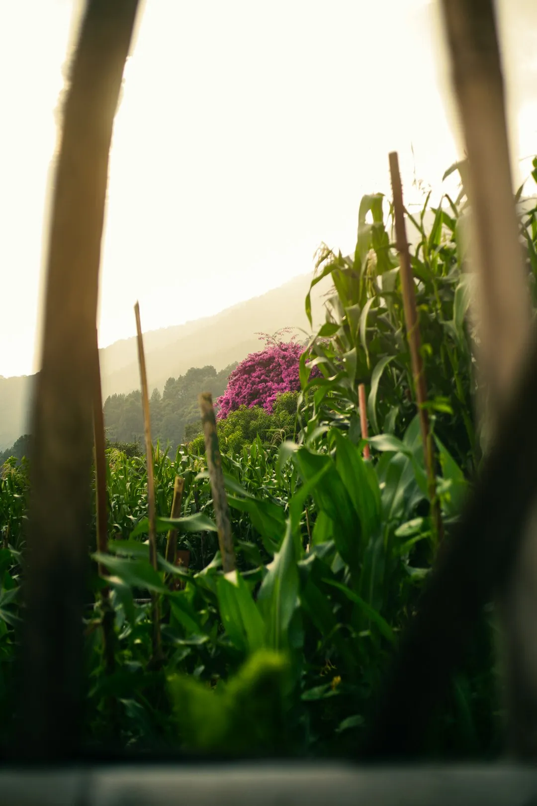 Green Field With Purple Flowers