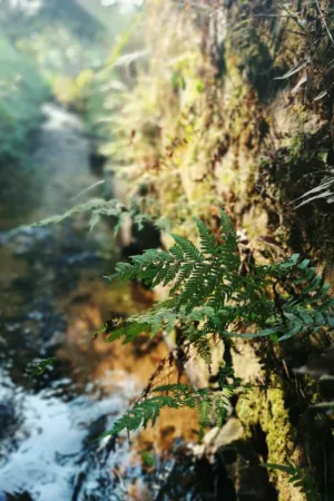 Ferns By The Stream