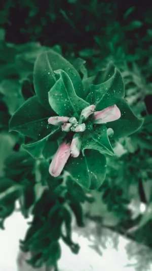 Green And Pink Plant