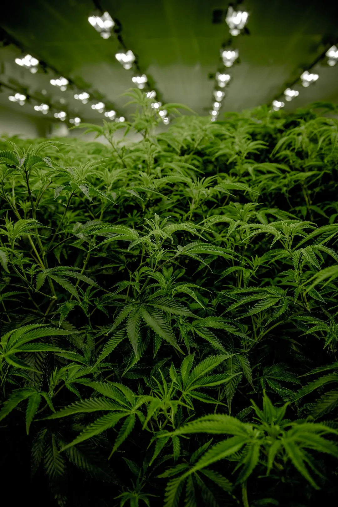 Indoor Cannabis Farm