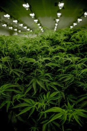 Indoor Cannabis Farm