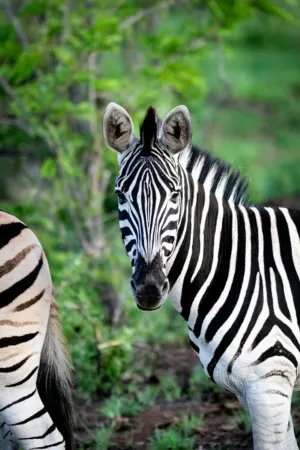 Zebra In The Wild
