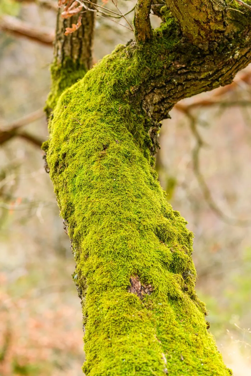 Green Moss On Tree Branch