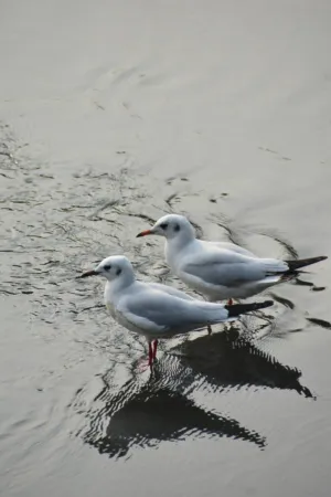 Two Seagulls On Water