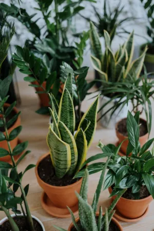 Indoor Plant Collection
