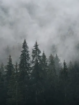 Misty Forest