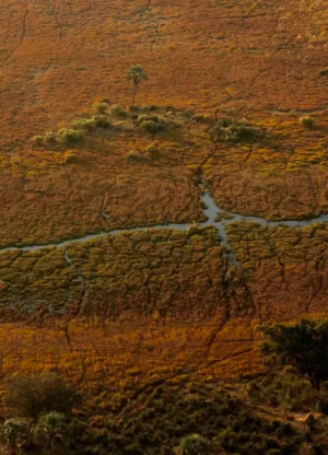Aerial View Of A Wetland