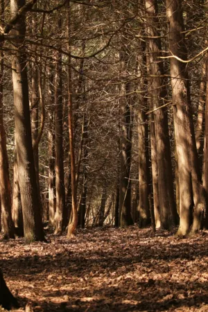 Forest Path