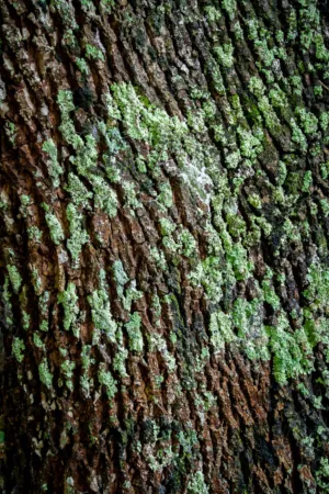 Mossy Tree Trunk
