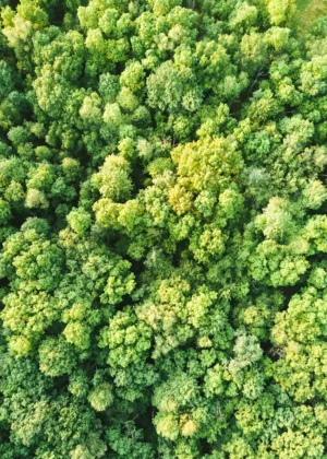 Forest Canopy