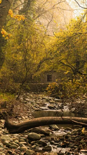 Autumn Forest Stream