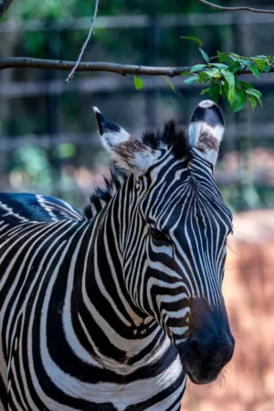 Zebra Portrait