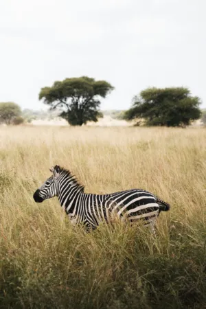 Zebra In The Savannah