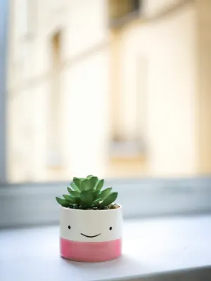 Cute Succulent Plant In A Smiley Face Planter