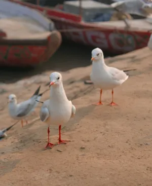 Seagulls By The Water