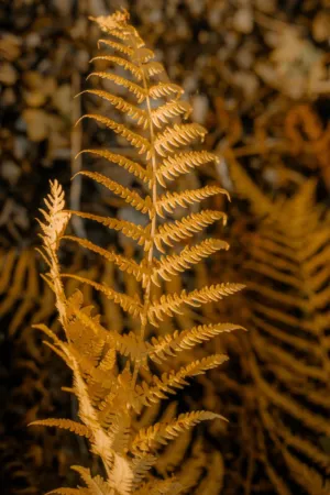 Golden Fern
