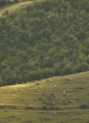 Pastoral Landscape