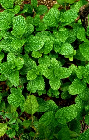 Mint Plant