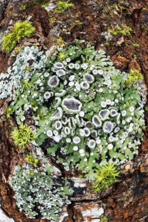 Lichen On Tree Trunk