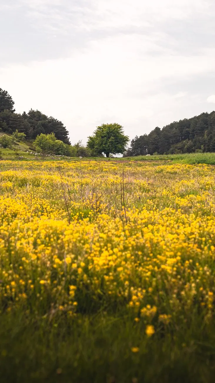 Yellow Flower Field