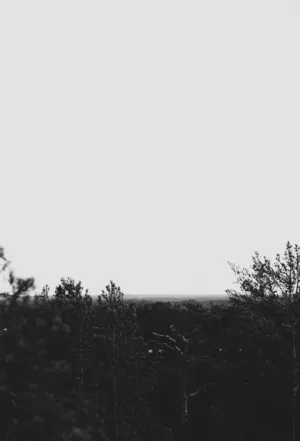 Forest Horizon