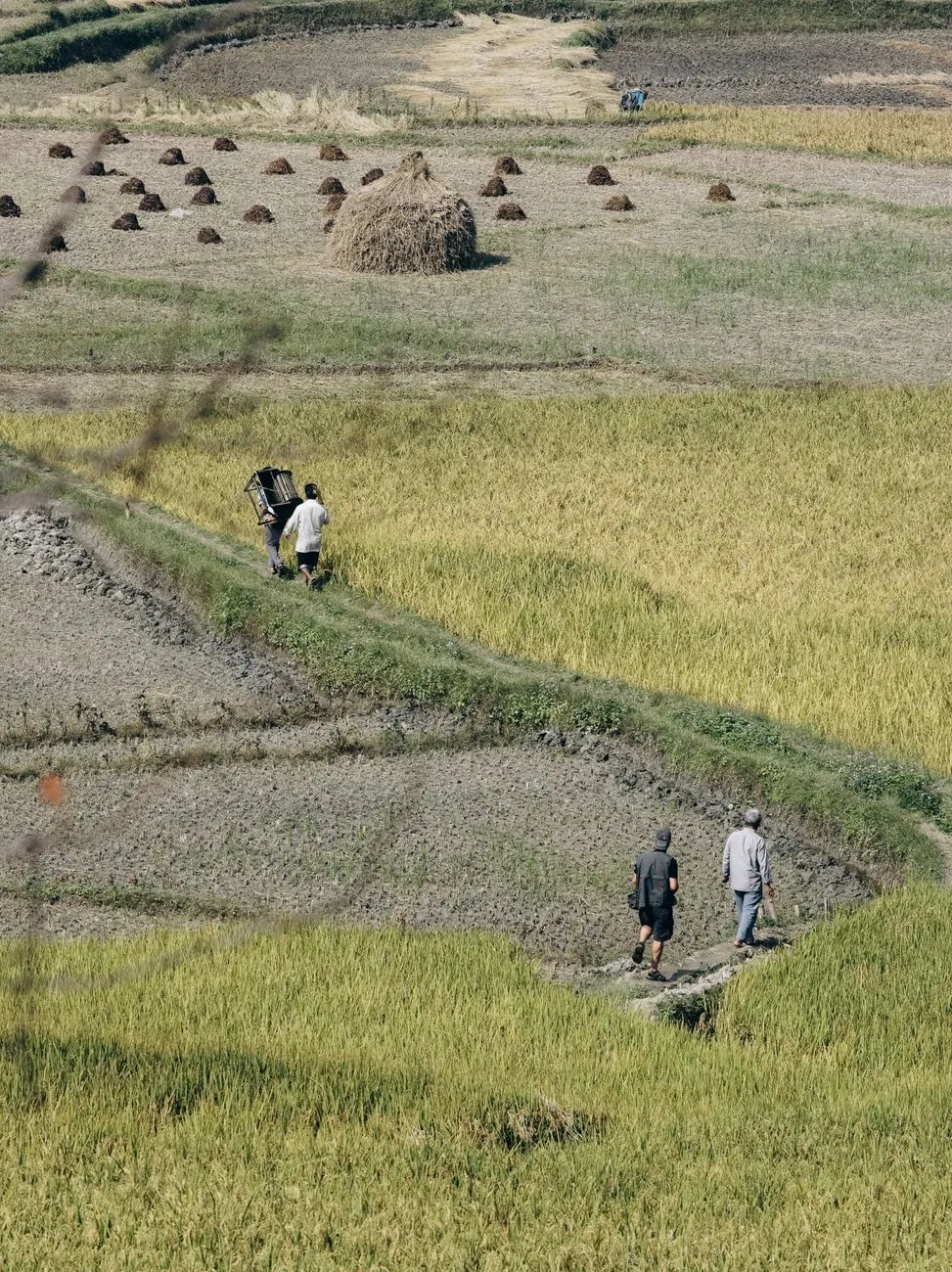 Rice Field Workers