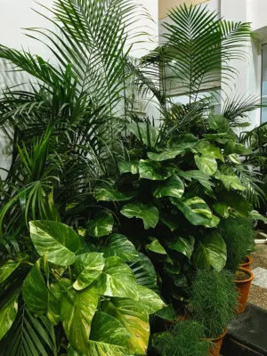 Indoor Plant Garden