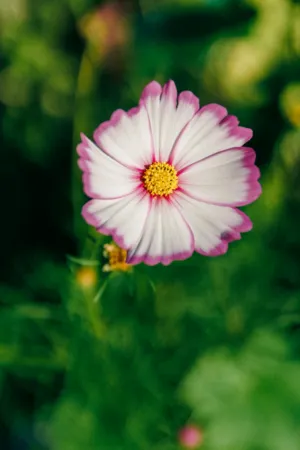 Floral Beauty