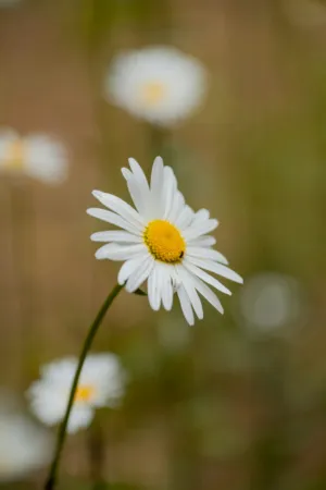 White Daisy