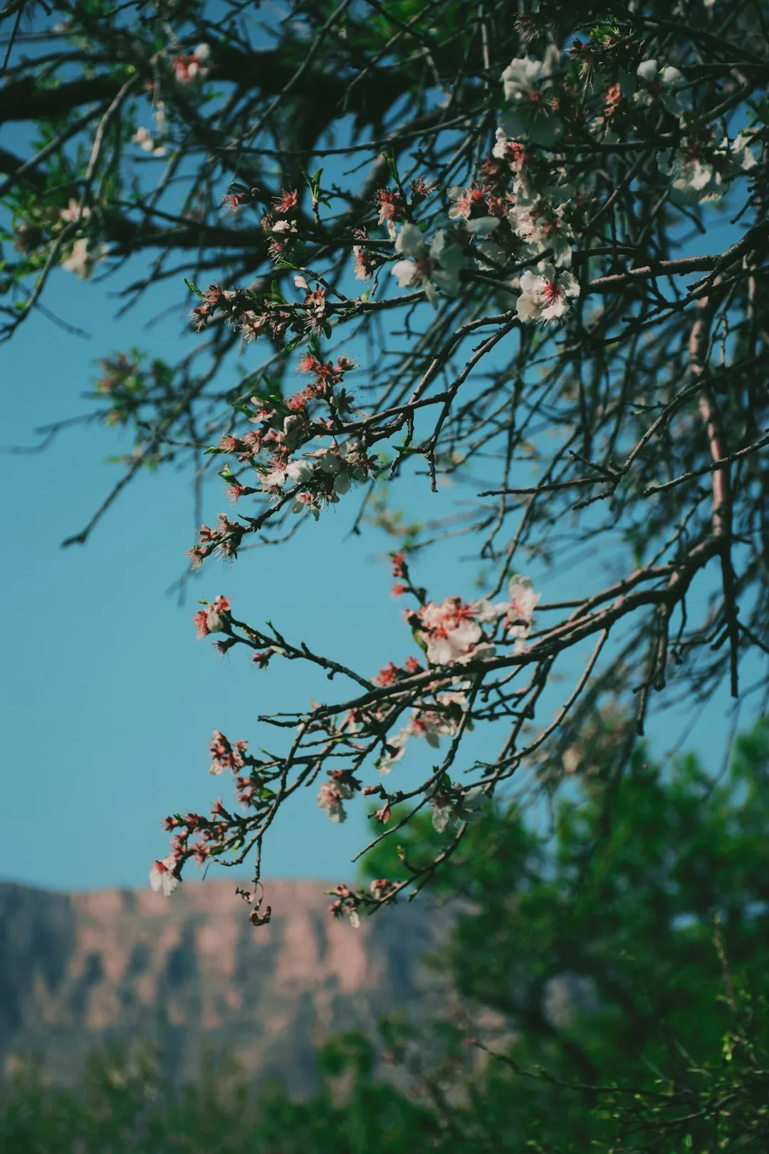 Spring Blossoms