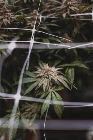 Cannabis Plant