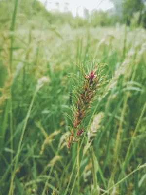 Green Grass With Red Flowers