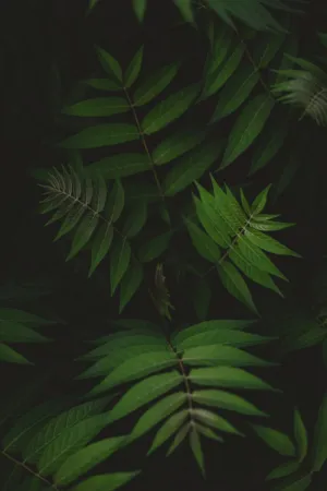 Green Leaves