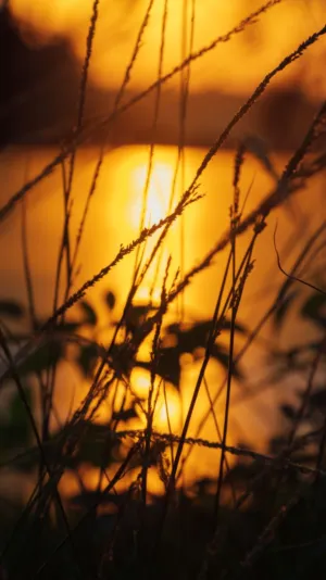 Sunset Grass