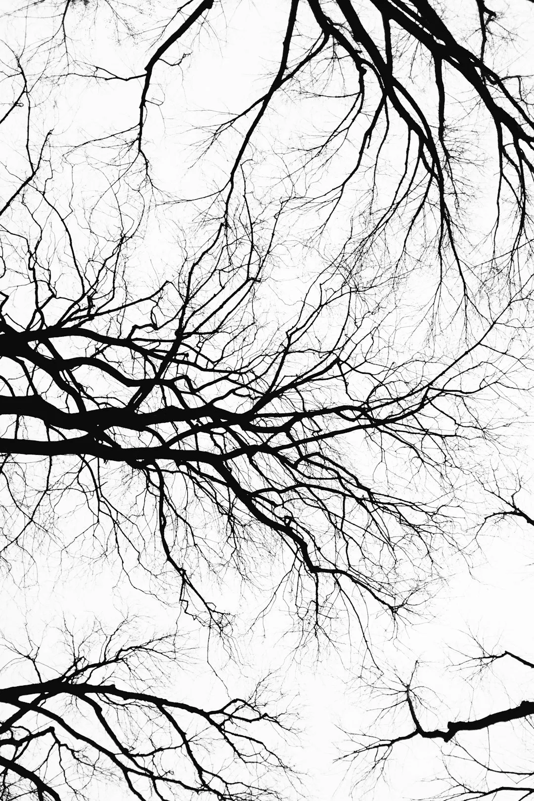 Tree Branches Silhouette