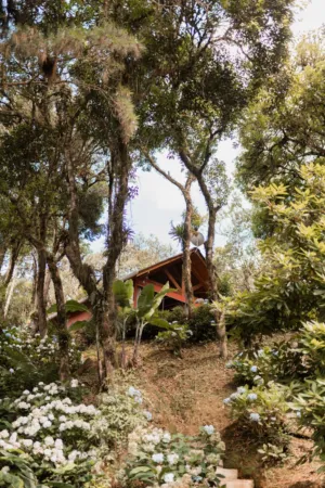 Forest Cabin