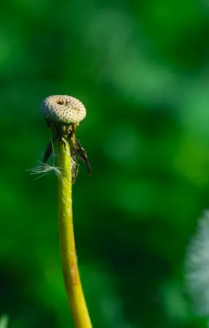 Dandelion Seed Head