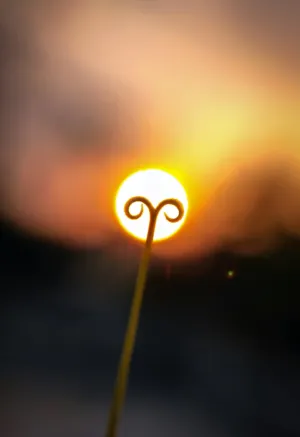 Sunset Through A Plant