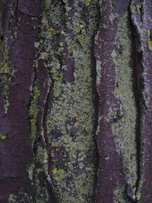 Tree Bark With Moss