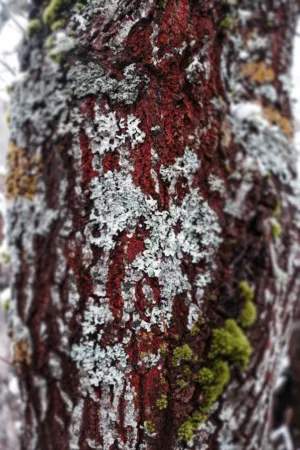 Tree Bark With Lichen And Moss